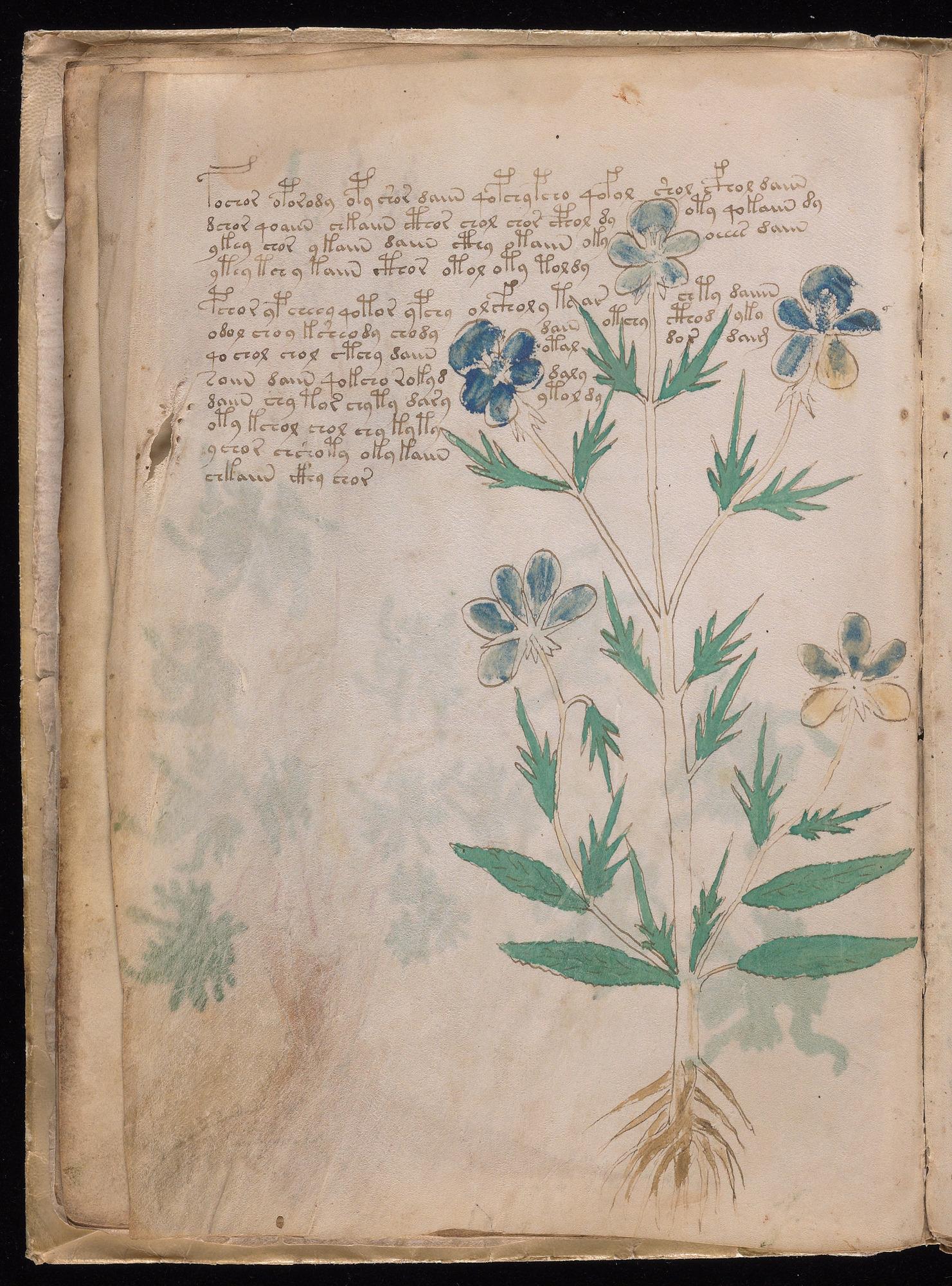 Herbal Page 18